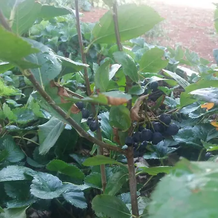 Nature * Dugopolje
